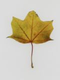 Image of taxon representative. Author is Раду Кибзий