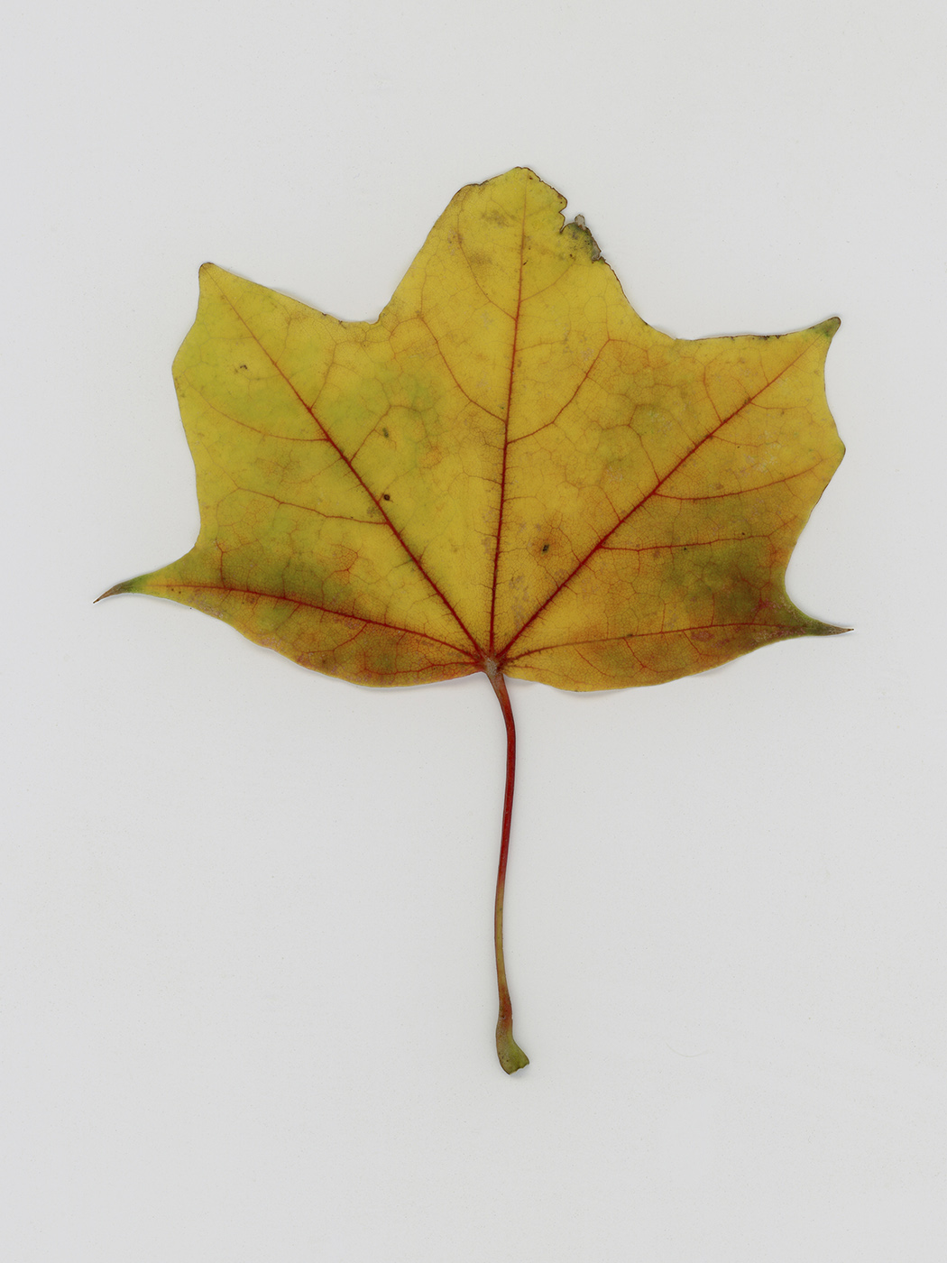 Image of Unknown species specimen.