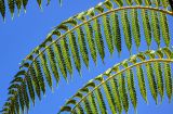 Cyathea cooperi. Часть вайи с сорусами (вид на абаксиальную поверхность). Португалия, о-в Мадейра, г. Фуншал, в культуре. 18.08.2025.