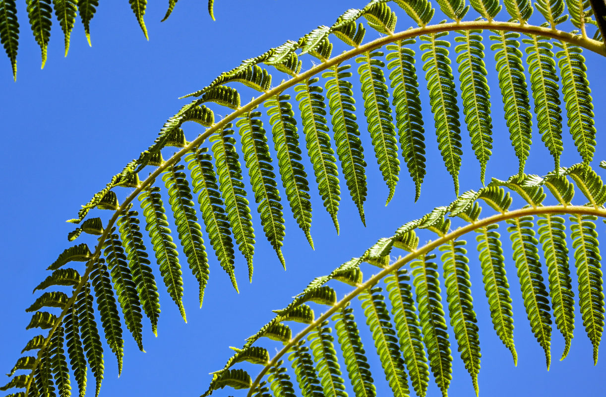Изображение особи Cyathea cooperi.