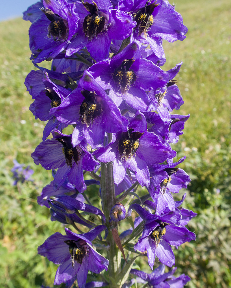 Изображение особи Delphinium bracteosum.