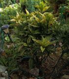 Image of taxon representative. Author is Александр Бодреев