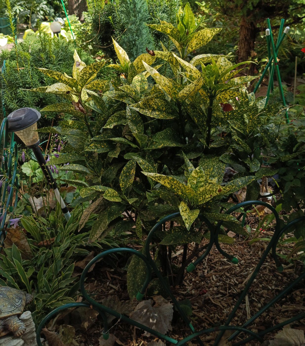Image of Aucuba japonica specimen.