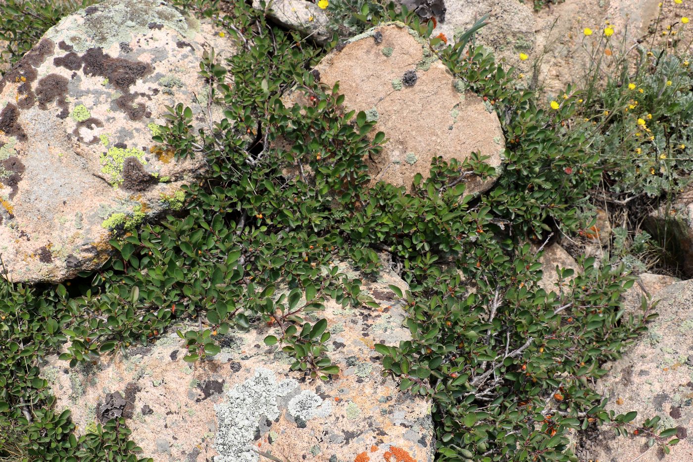 Image of Cotoneaster pojarkovae specimen.