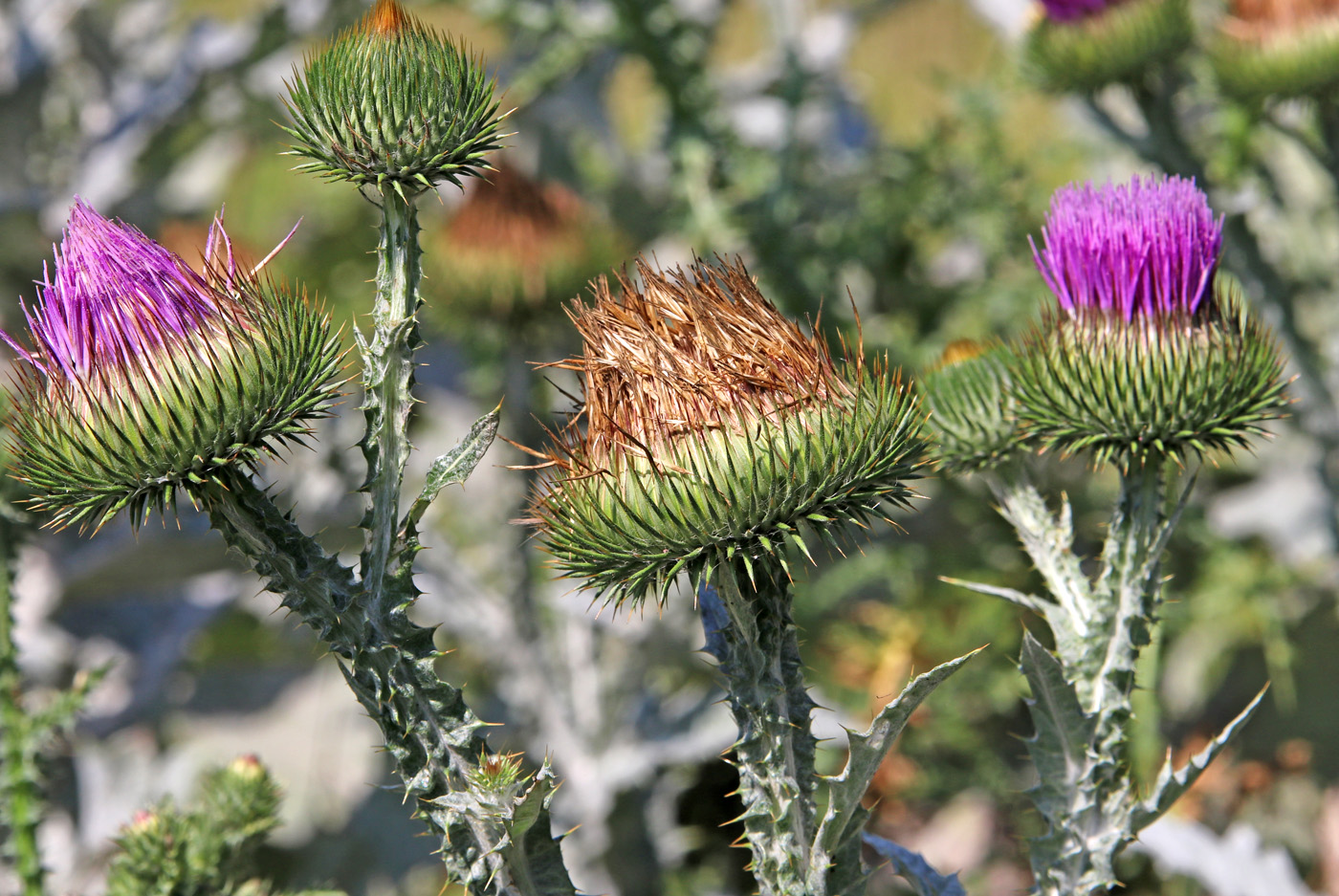 Изображение особи Onopordum acanthium.