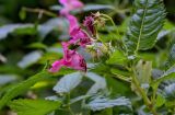 Impatiens glandulifera. Верхушка побега с цветками и бутонами. Московская обл., окр. г. Железнодорожный, дол. р. Чёрная, опушка смешанного леса. 22.09.2025.