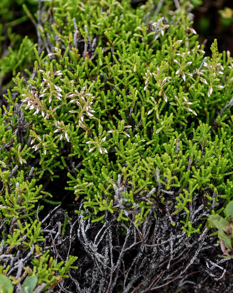 Изображение особи Calluna vulgaris.
