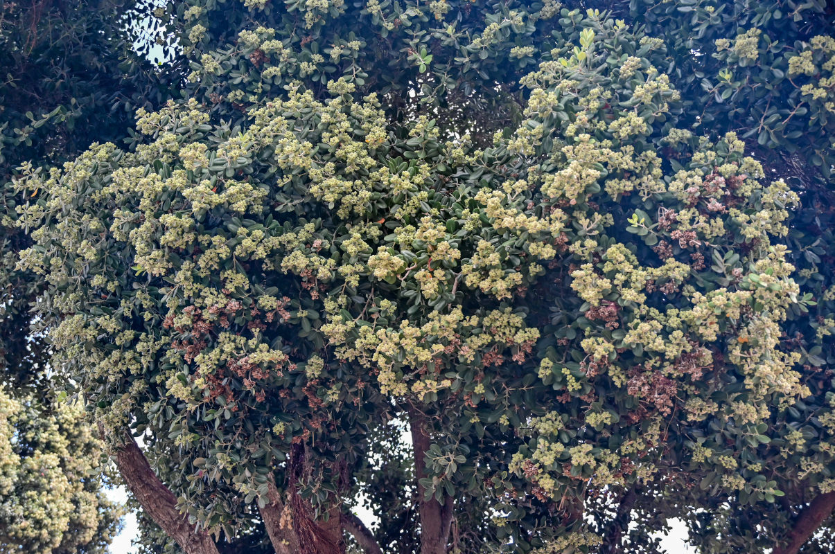 Image of Metrosideros excelsa specimen.