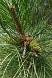 род Pinus. Верхушка веточки с незрелыми шишками, микростробилами и развивающимся молодым побегом. Волгоград, Тракторозаводской р-н, пос. Латошинка. 03.09.2024.