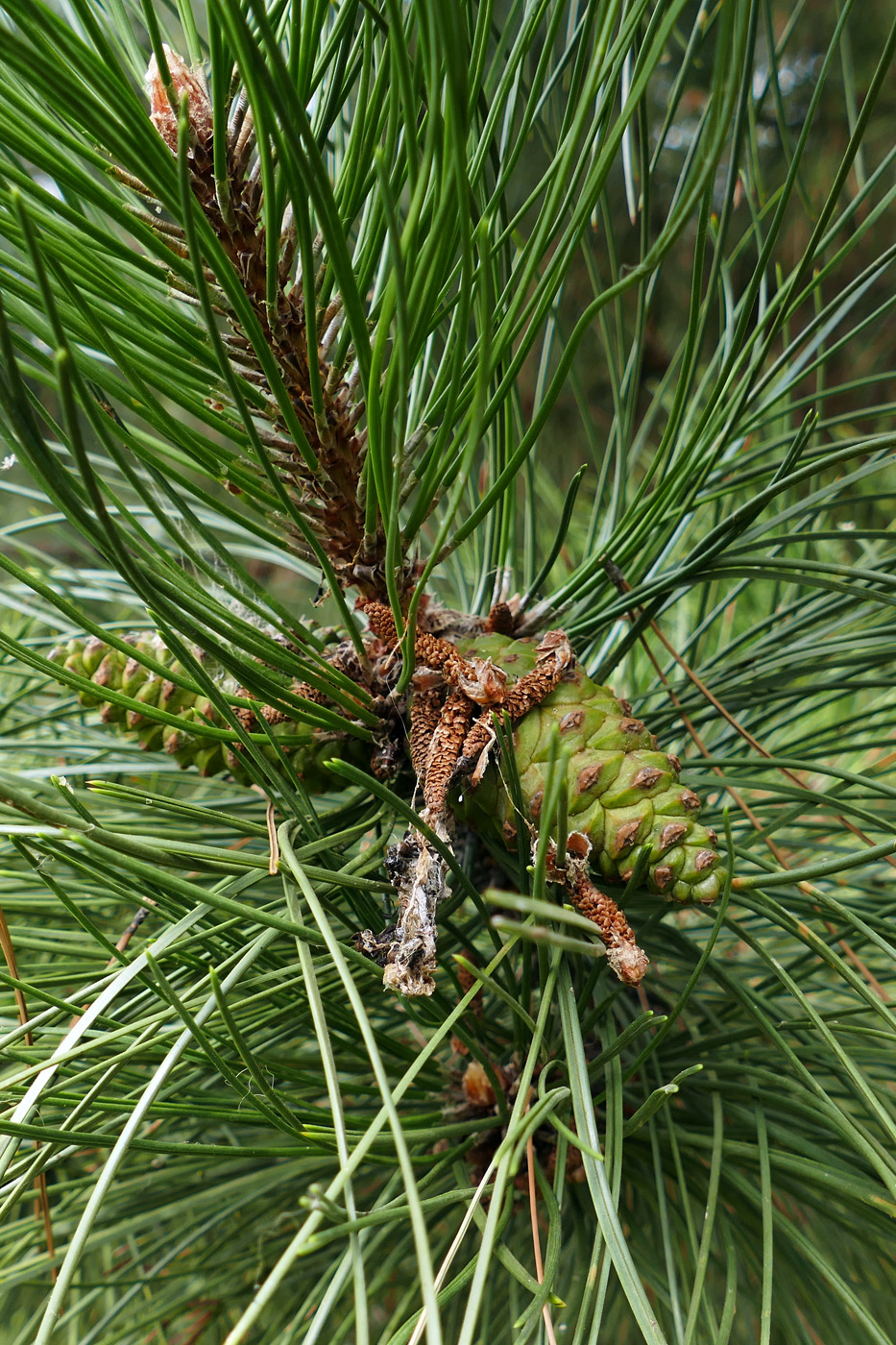 Изображение особи род Pinus.