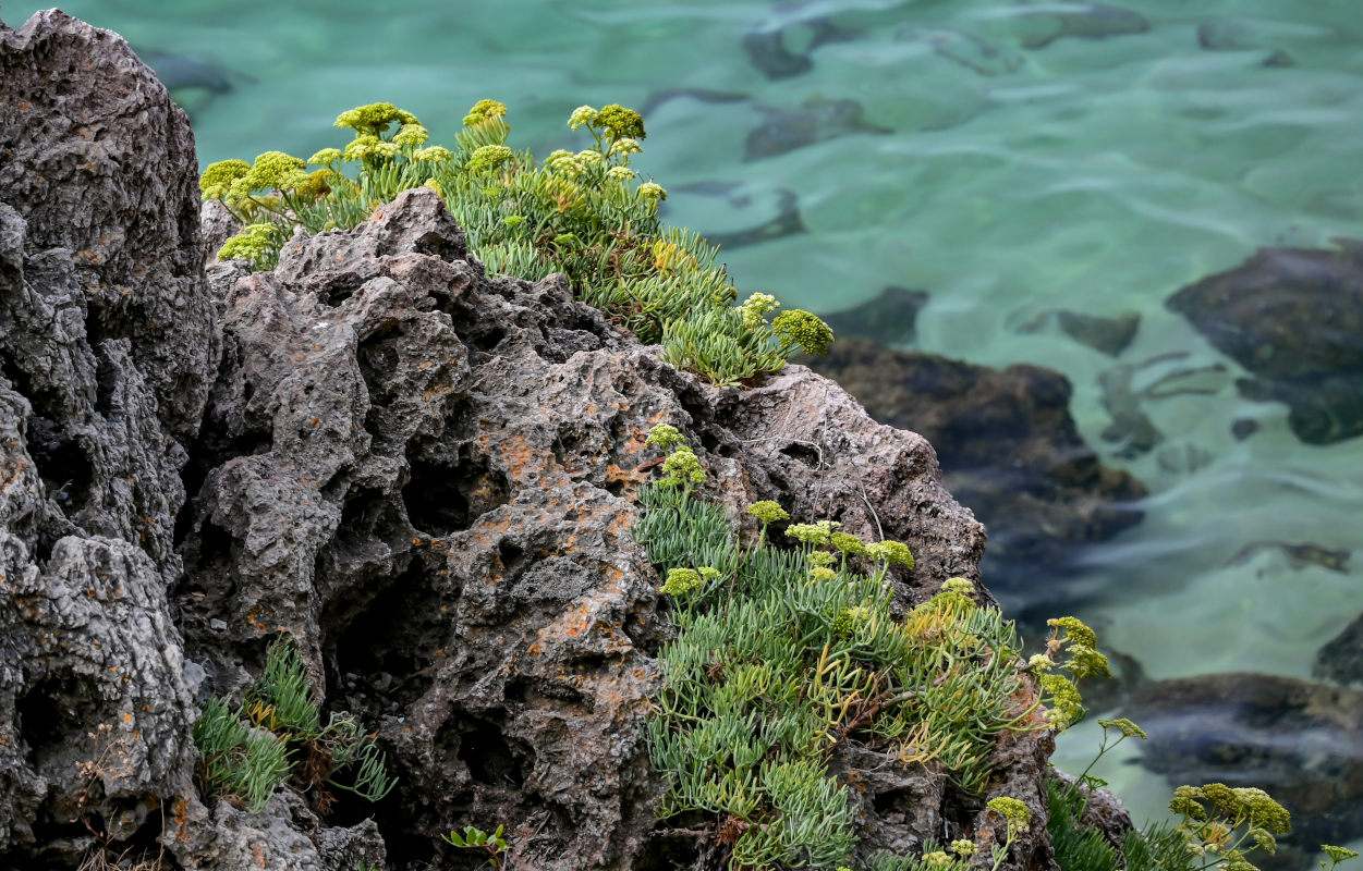 Изображение особи Crithmum maritimum.