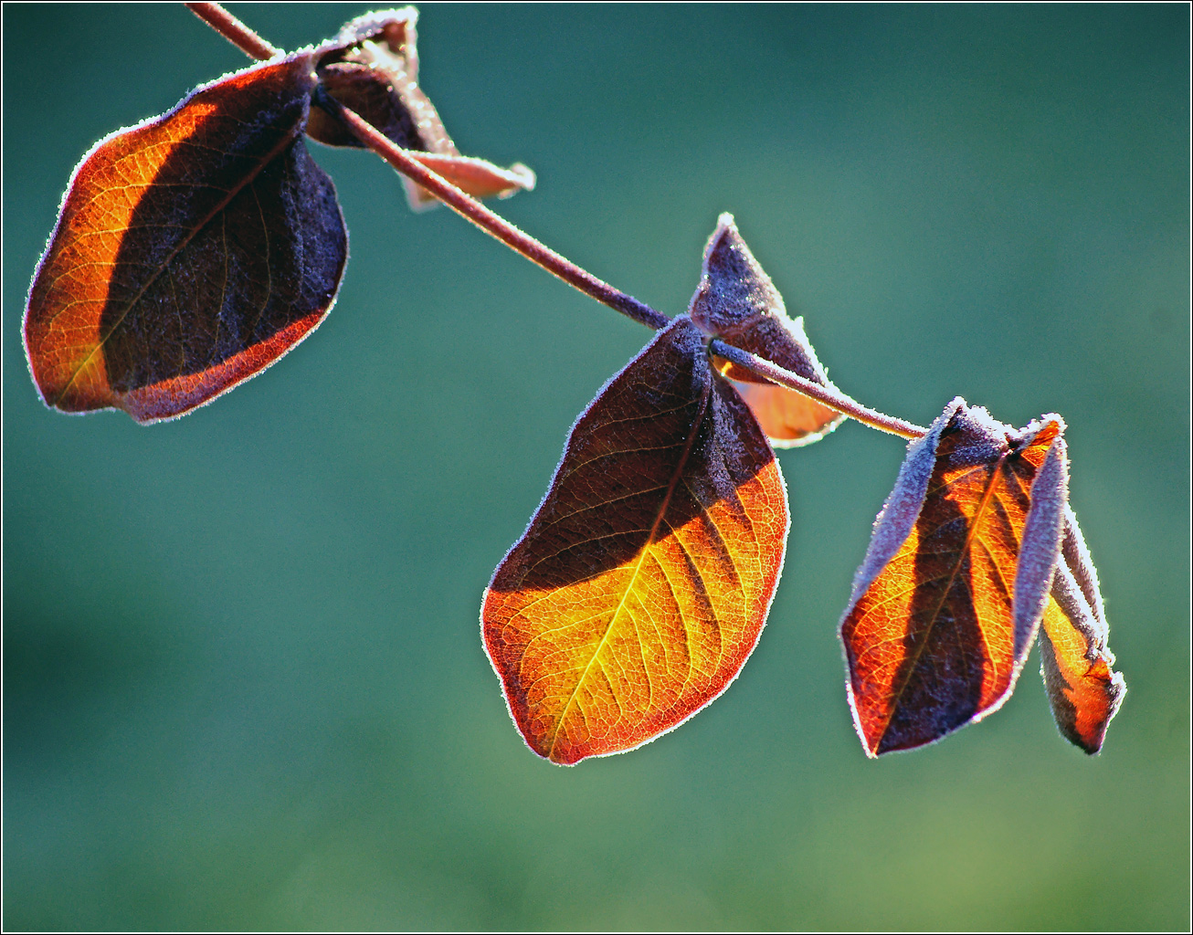 Изображение особи род Lonicera.
