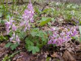 Corydalis caucasica