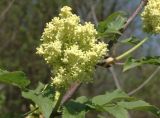 Sambucus racemosa