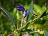 Vinca herbacea. Часть побега с цветком. Крым, Кировский р-н, окр. с. Грушёвка и г. Старый Крым, дубово-грабовый участок леса, возле грунтовой дороги. 03.05.2025.