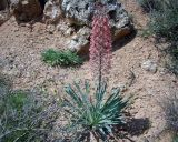 Eremurus alberti. Цветущее растение. Алайский хр., между городами Ош и Наукат, обнажение гипсоносных глин с выходами кристаллического гипса. 05.04.2026.