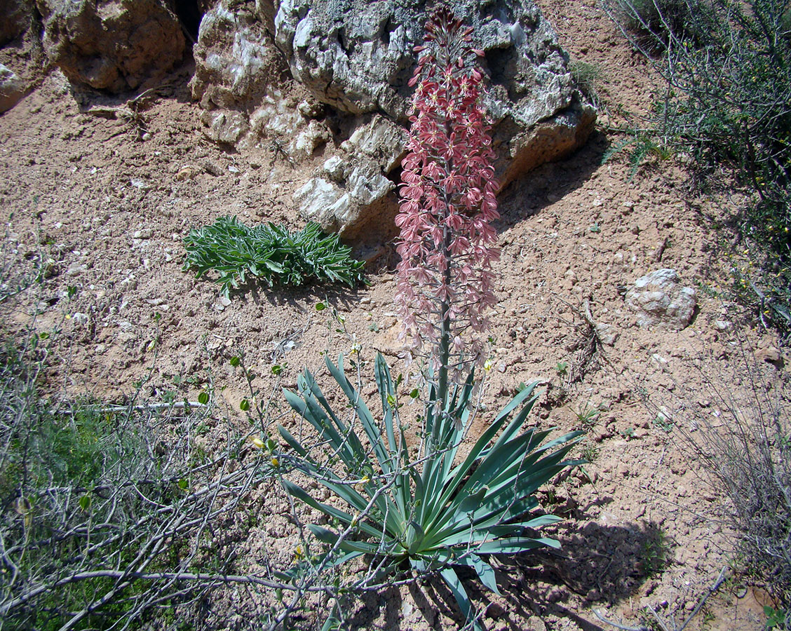Image of Eremurus alberti specimen.