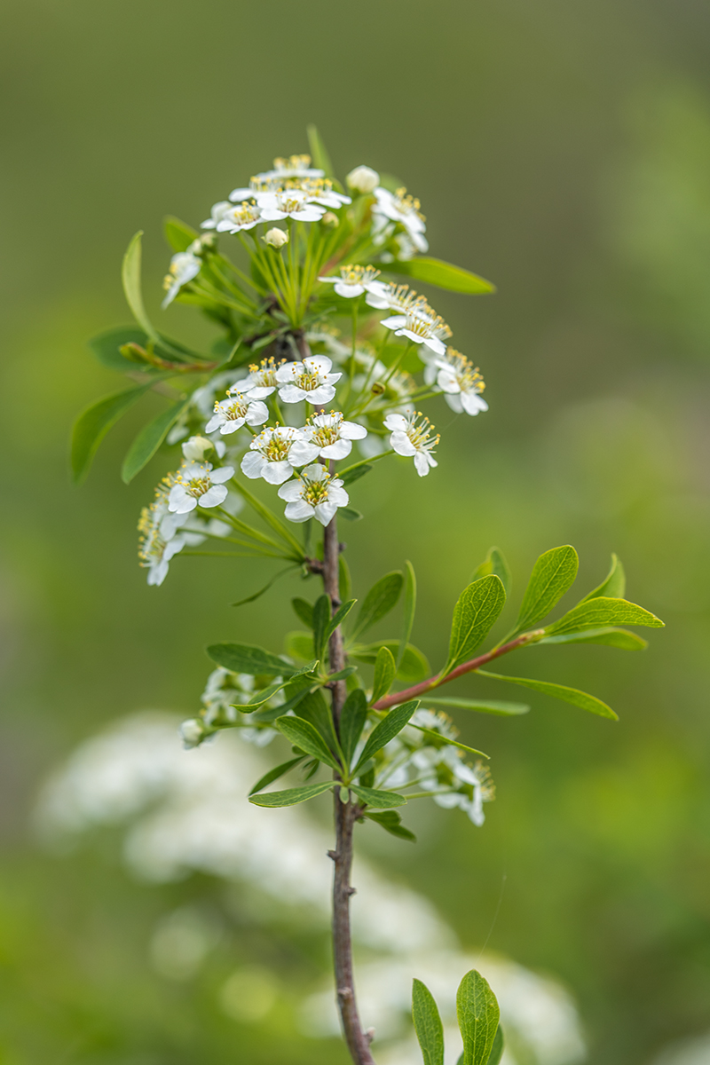 Изображение особи Spiraea hypericifolia.