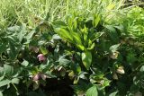 Helleborus abchasicus. Плодоносящее растение с молодыми листьями. Санкт-Петербург, Кировский р-н, палисадник у жилого дома, в культуре. 08.05.2026.