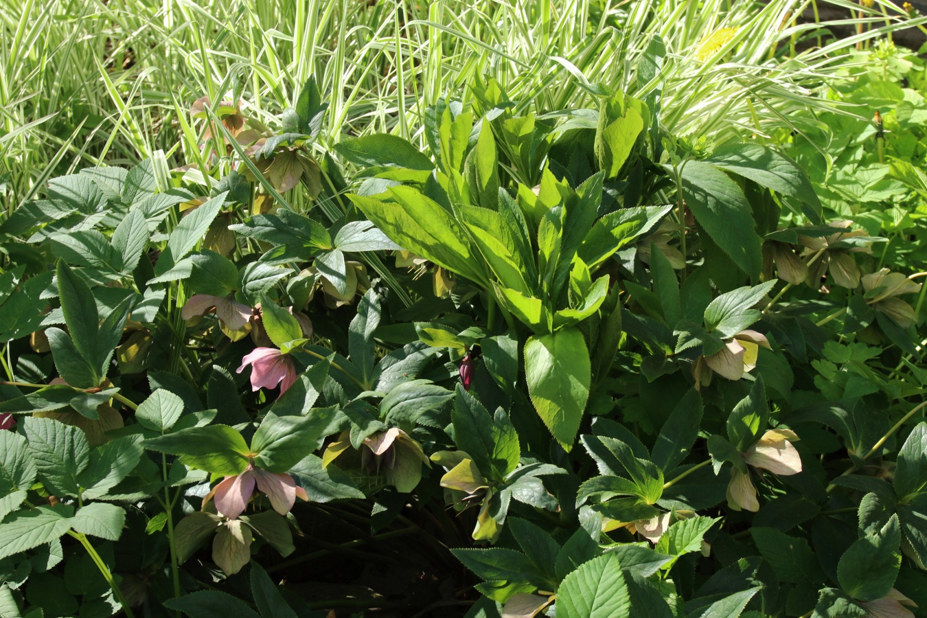 Image of Helleborus abchasicus specimen.