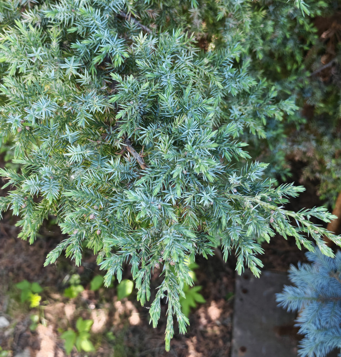 Изображение особи Juniperus chinensis.