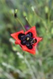 род Papaver
