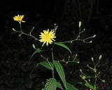 Lapsana communis
