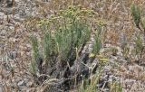 Helichrysum italicum