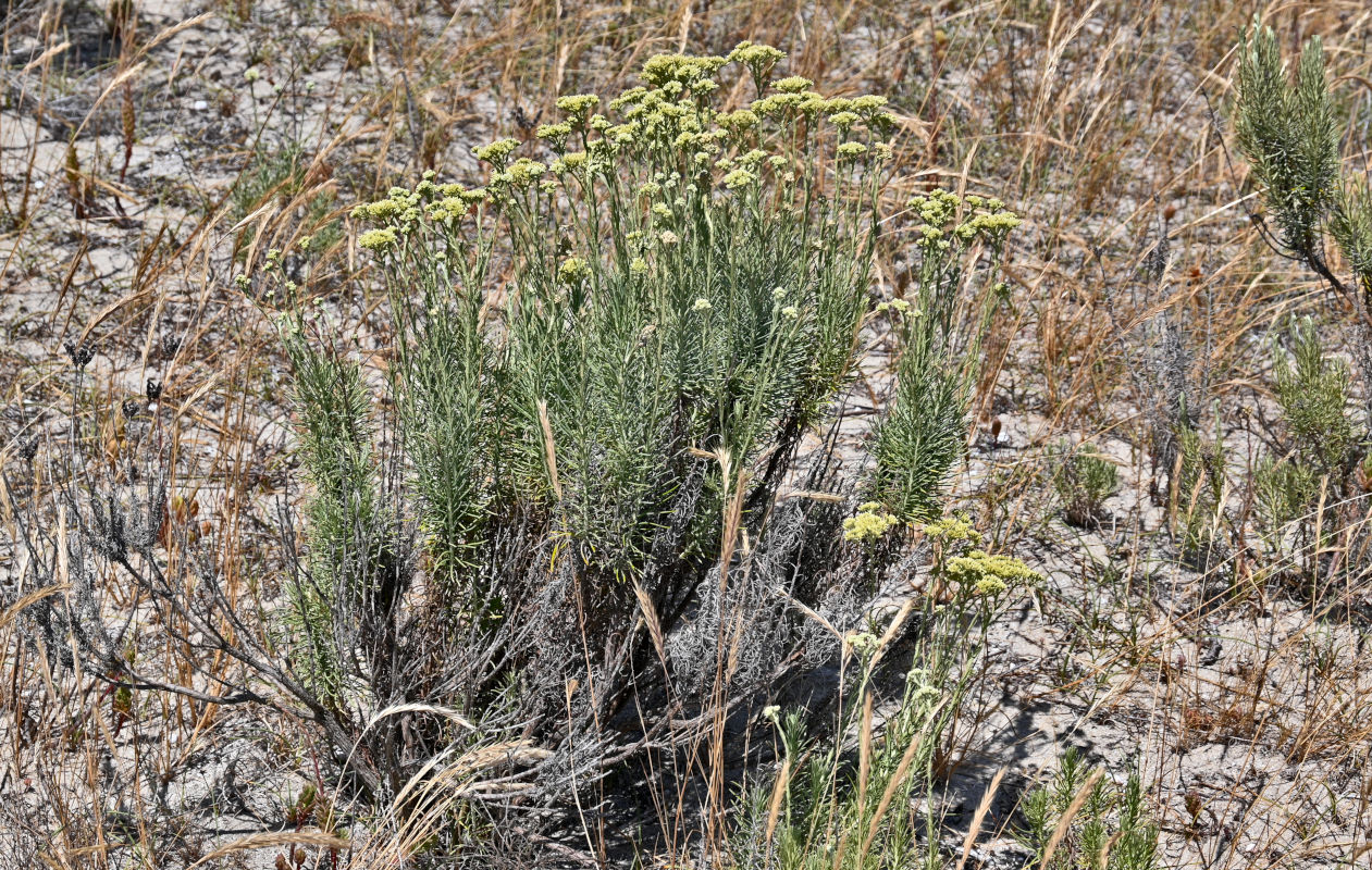 Image of Helichrysum italicum specimen.