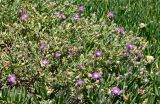Centaurea sphaerocephala. Цветущие растения в сообществе с Carpobrotus edulis. Португалия, округ Бежа, окр. г. Карвальял, каменистый склон. 06.06.2026.
