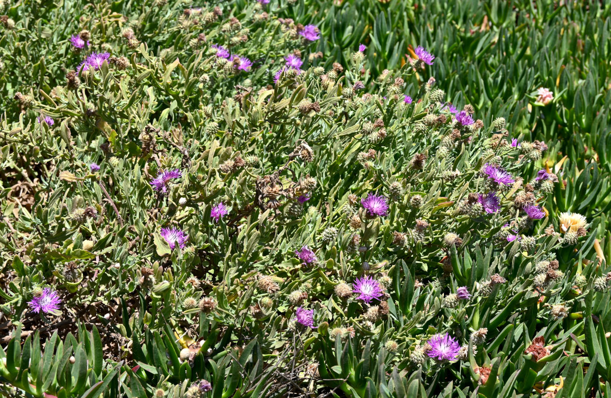 Image of Centaurea sphaerocephala specimen.