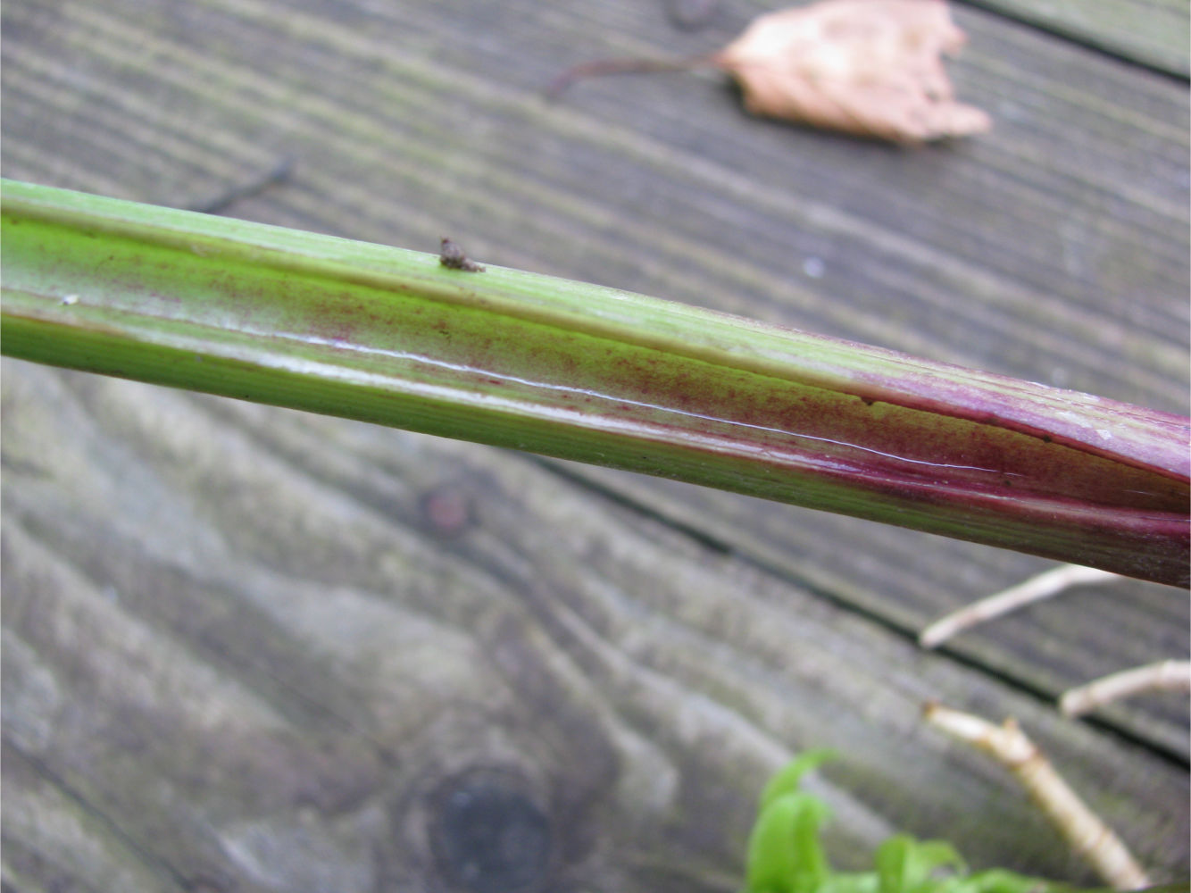 Image of Unknown species specimen.