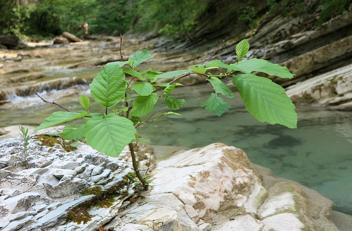 Изображение особи Carpinus betulus.