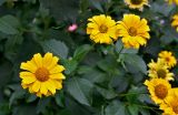 Heliopsis helianthoides подвид scabra. Верхушки побегов с соцветиями. Московская обл., г. Железнодорожный, в культуре. 21.08.2026.