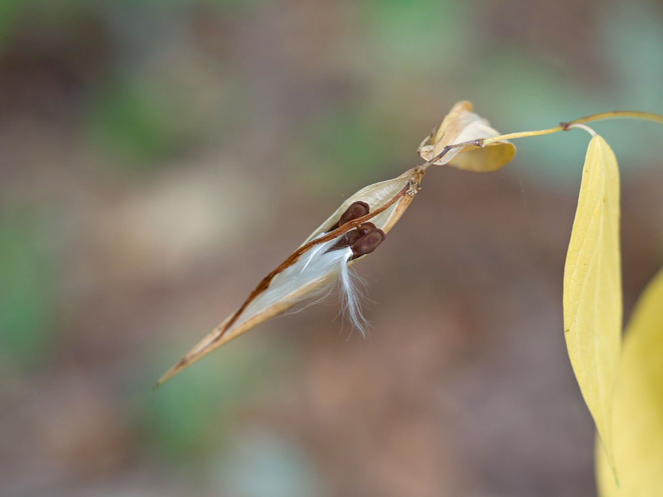 Изображение особи Vincetoxicum scandens.