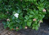 genus Gardenia. Ветви с отцветшими цветками. Краснодарский край, г. Сочи, парк \"Дендрарий\". 17.08.2026.