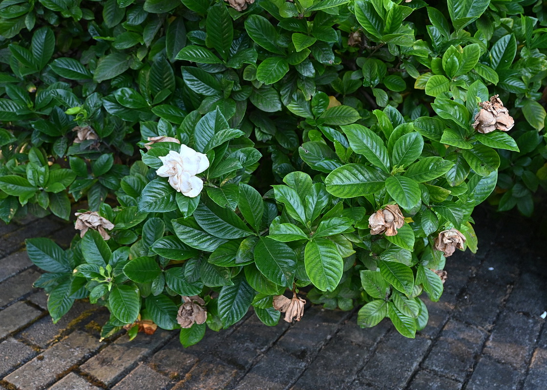 Изображение особи род Gardenia.