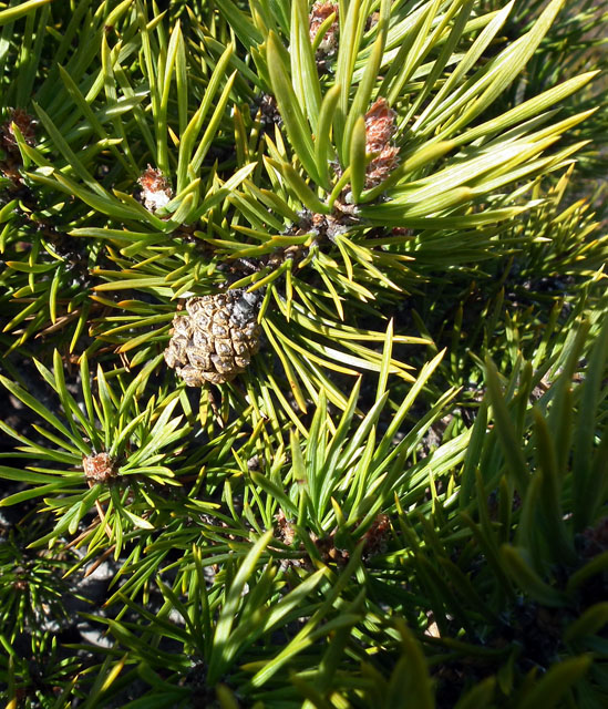 Изображение особи Pinus friesiana.