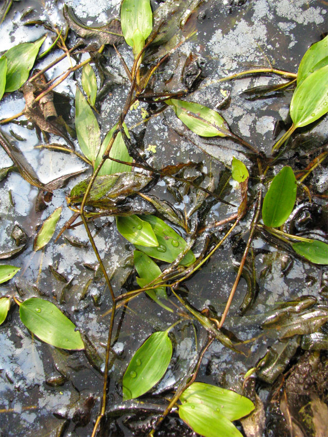 Image of Potamogeton gramineus specimen.