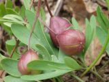 Scilla bifolia