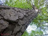 Pinus pallasiana