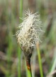 род Eriophorum