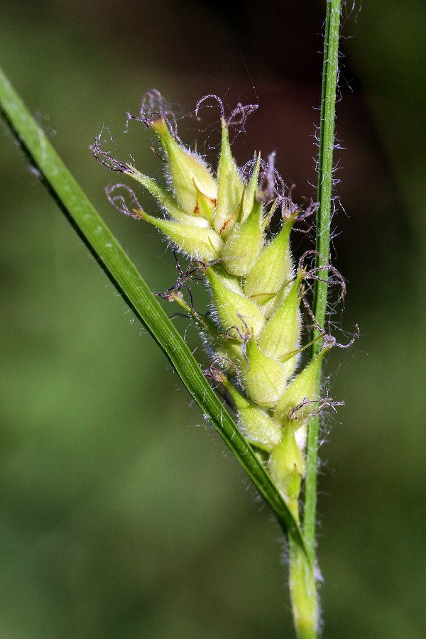 Изображение особи Carex hirta.