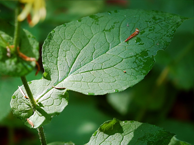 Изображение особи Doronicum austriacum.