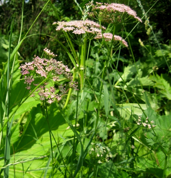 Изображение особи Pimpinella rhodantha.