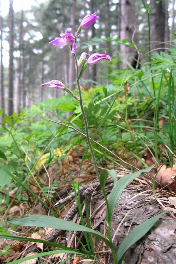 Image of Cephalanthera rubra specimen.