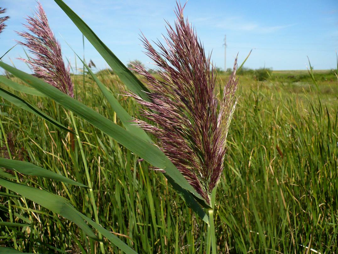 Изображение особи Phragmites australis.