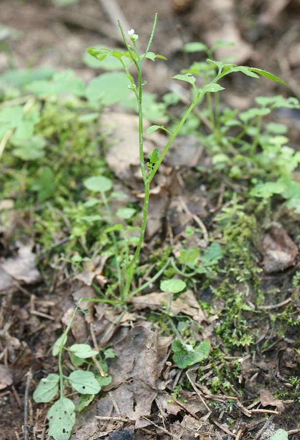 Image of Cardamine flexuosa specimen.