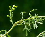 Fumaria indica. Плоды. Казахстан, Южно-Казахстанская обл., г. Туркестан, газон. 30.04.2011.
