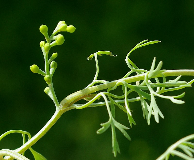 Изображение особи Fumaria indica.